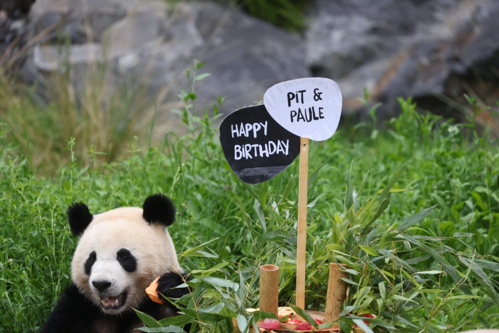 Ein Babypanda isst einen Geburtstagskuchen vor einem Schild mit Glückwünschen