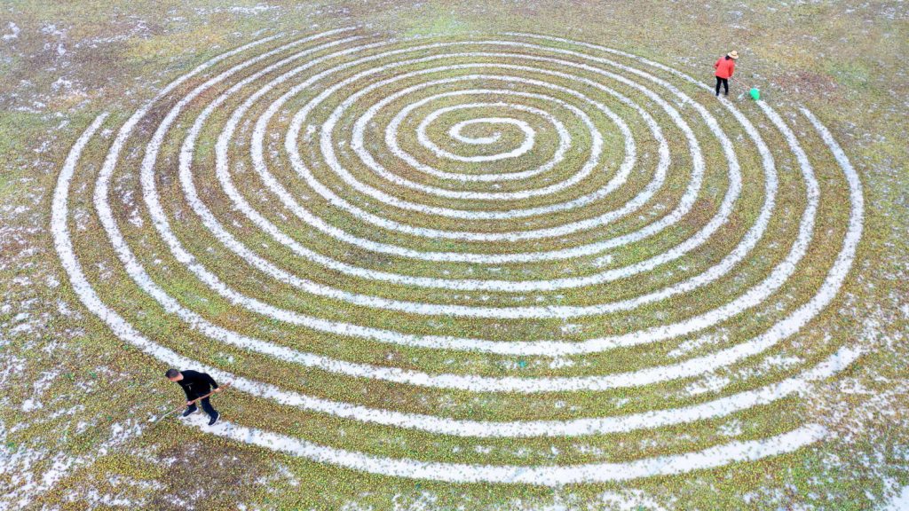 Bauern ordnen die Früchte des Kamelienbaums spiralförmig an um sie trocknen zu lassen