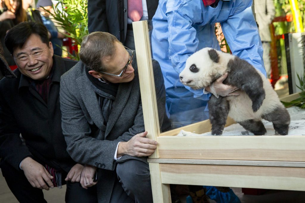 Beziehungen zwischen China und Deutschland: Chinas Botschafter Wu Ken übergibt Berlin im Dezember 2019 Pandas: Doch Pekings Panda-Diplomatie reicht nicht mehr aus.