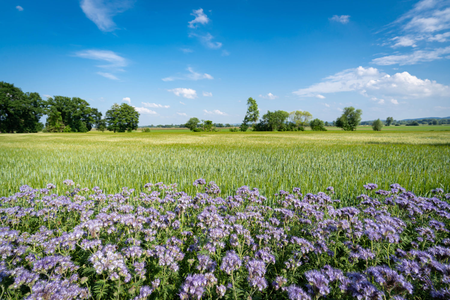 Auch in konventioneller Landwirtschaft kann Artenvielfalt bewahrt werden.