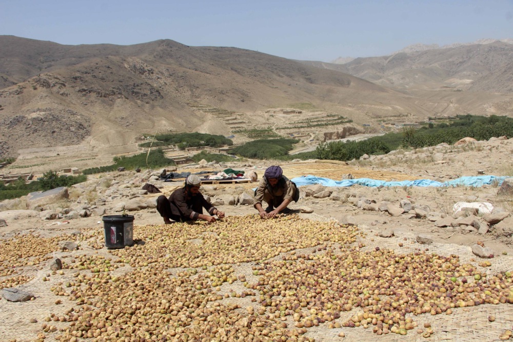 Duerre, Afghanistan