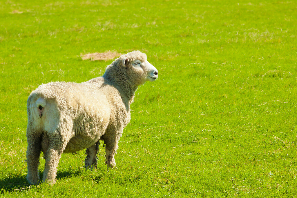 Schaf Weide Feld