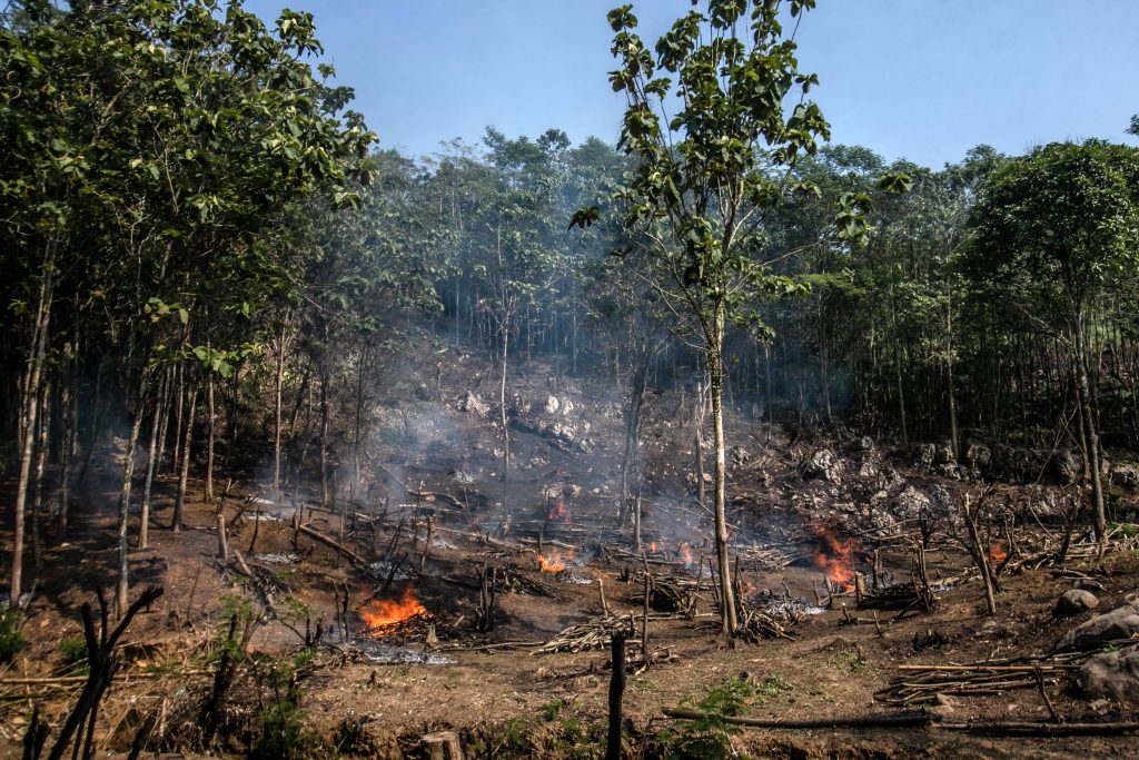 Waldzerstörung in Indonesien