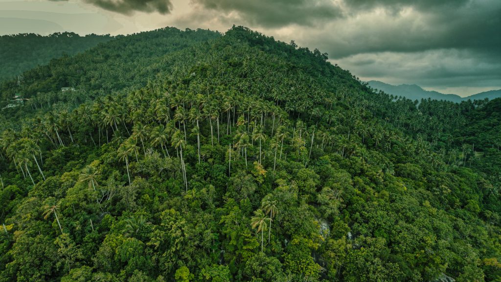 Wald in Thailand