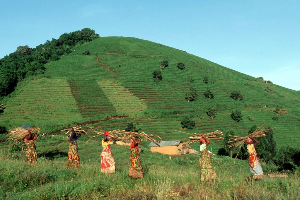 COG, 2004: Frauen sammeln Feuerholz an der Grenze zum Virunga Nationalpark. | COG, 2004: Women gathering firewood near park boundary of Virunga NP. | [