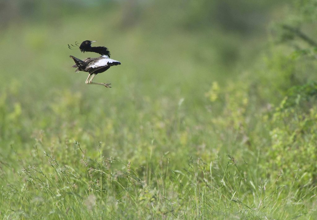 Lesser Florican (Sypheotides indica) Male Display, Bhuj in Kutch, Gujurat, India Lesser Florican (Sypheotides indica) Male Display, Bhuj in Kutch, Gujurat, India, Credit:HIRA PUNJABI / Avalon PUBLICATIONxNOTxINxUKxFRAxUSA Copyright: xHIRAxPUNJABIx/xAvalonx 0526668470