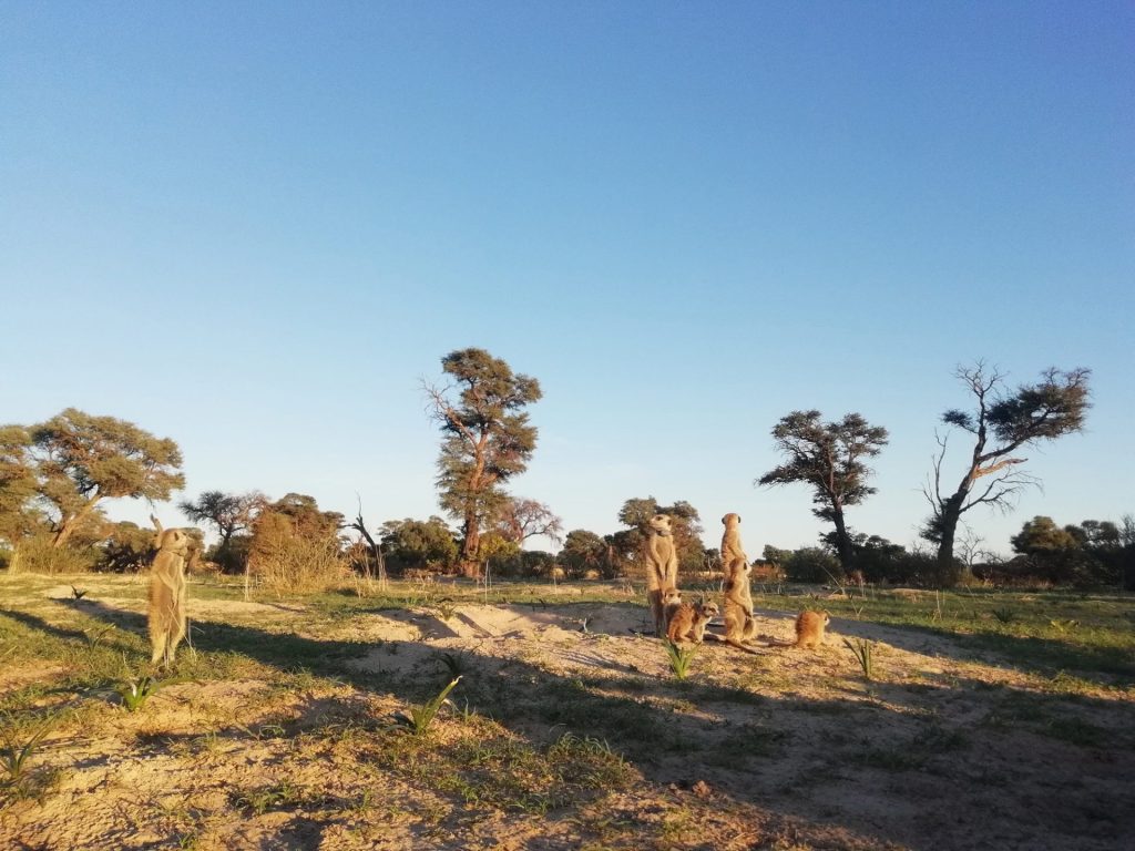 Verhalfen der Universität Ulm zu einer preisgekrönten Pressemitteilung: Erdmännchen in der Kalahari.