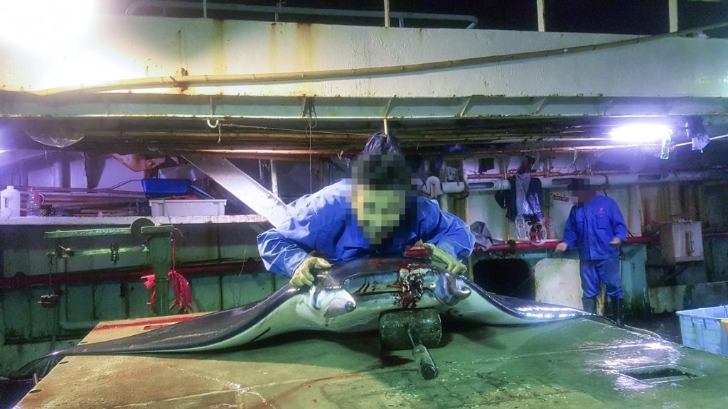 Ein Crew-Mitglied eines chinesischen Fischerboot posiert mit der illegalen Beute.