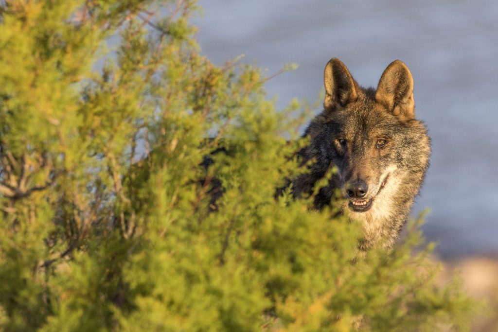 iberischer Wolf