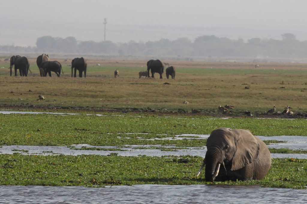 Elefanten im Amboseli-Nationalpark im Süden Kenias.