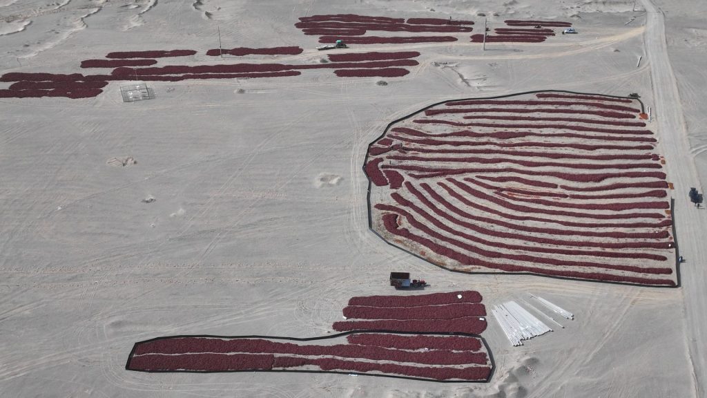 Chili Hami Xinjiang 2024 Trocknung