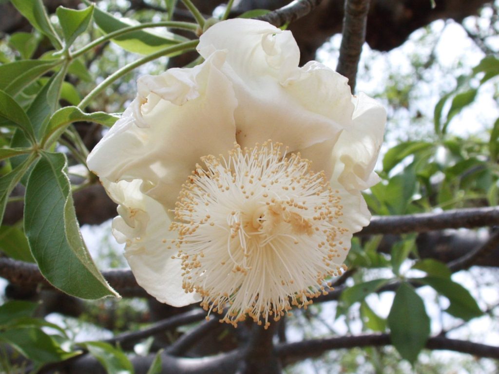Blüte des Baobab-Baums.
