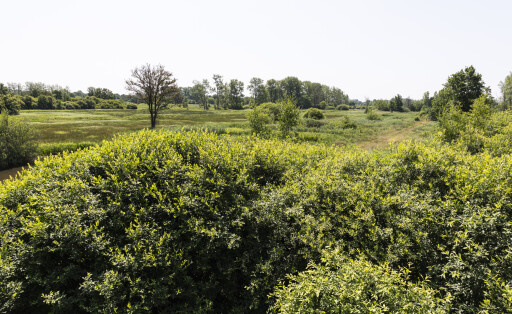 Naturreservat Demerbroeken in der Provinz Flämisch-Brabant