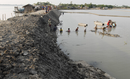 Bangladesh, climate change Bangladesh , village Kalabogi at river Shibsha close to the Bay of Bengal , villager repair embarkment as flood protection *** Bangladesch , Dorf Kalabogi am Fluss Shibsha , Dorfbewohner bauen Deiche aus Lehm als Kuestenschutz und Flutschutz Khulna Bangladesh
