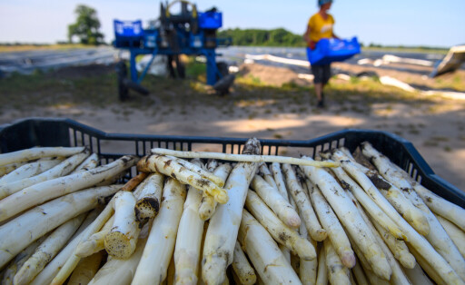 Erntehelfer pflücken Spargel auf einem Feld.