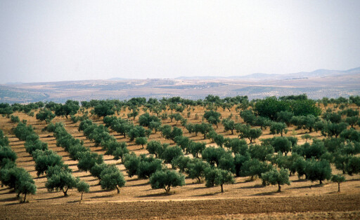 Olivenplantage bei Siliana in Tunesien.