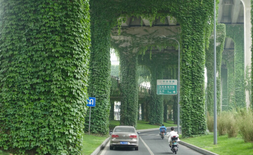 CHENGDU, CHINA - APRIL 22: Boston ivy covers a viaduct on April 22, 2021 in Chengdu, Sichuan Province of China. PUBLICATIONxINxGERxSUIxAUTxHUNxONLY Copyright: xVCGx CFP111326812189