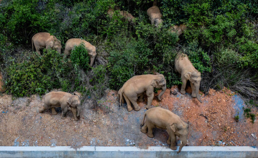 210529 -- ESHAN, May 29, 2021 -- Aerial photo taken on May 28, 2021 shows a herd of wild Asian elephants in Eshan County, Yuxi City, southwest China s Yunnan Province. Authorities are tracking 15 wild Asian elephants in southwest China s Yunnan Province as the herd migrates northward. The elephants are now wandering in the county of Eshan, following a long journey from the province s southmost prefecture starting from April 16. They are currently less than 50 km away from the provincial capital Kunming, the provincial forestry and grassland administration said. Monitoring images show that the herd includes six female adult elephants, three male adults, three sub-adults, and three cubs. TO GO WITH: Wild Asian elephants migrating nor PUBLICATIONxNOTxINxCHN