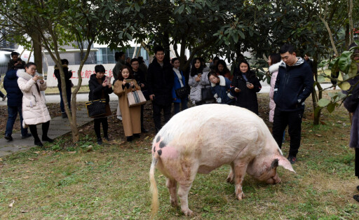 CHENGDU, CHINA - FEBRUARY 19: The pig named Zhu Jianqiang , or Strong Pig in English, who survived the 2008 Wenchuan ear