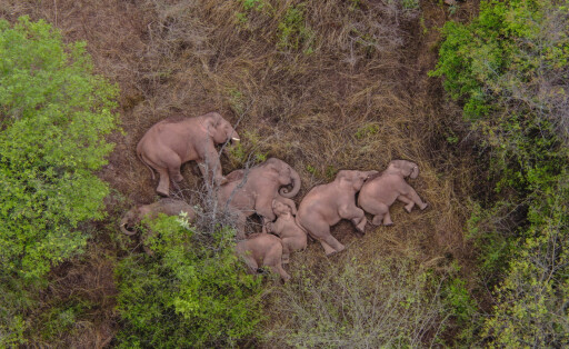 210607 -- KUNMING, June 7, 2021 -- Aerial photo taken on June 7, 2021 shows wild Asian elephants in Jinning District of Kunming, southwest China s Yunnan Province. A herd of wild Asian elephants have made a temporary stop along their migration in the outskirts of the southwestern Chinese city of Kunming, authorities said Monday. Of the 15 elephants, one male has broken free from the herd and is currently about 4 km to the northeast of the group, according to the on-site command tracking the elephants. Asian elephants are under A-level state protection in China, where they are mostly found in Yunnan. Thanks to enhanced protection efforts, the wild elephant population in the province has grown to about 300, up from 193 in the 1980s. PUBLICATIONxNOTxINxCHN