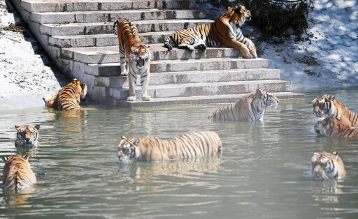 Sibirische Tiger