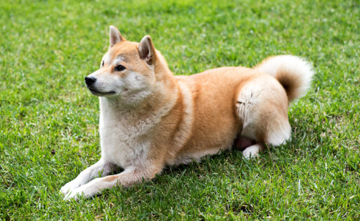 liegen,shiba inu,homonym,liege,liegend,liegende,liegender,liegt *** lying,lying down 3ro-h63