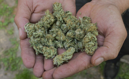 Cannabis Hanfblüten Marihuana *** Cannabis Hemp Flowers Marijuana