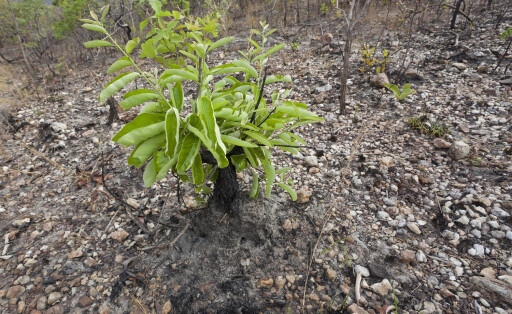 Scorched plant regrowing leaves after fires during the peak of the dry season, Chapada dos Veadeiros National Park, Cerrado region, Goias, Brazil. PUBLICATIONxINxGERxSUIxAUTxONLY 1458685 AngeloxGandolfi
Scorched plant Leaves After Fires during The Peak of The Dry Season Chapada Dos National Park cerrado Region Goias Brazil PUBLICATIONxINxGERxSUIxAUTxONLY 1458685 AngeloxGandolfi