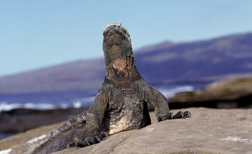 GALAPAGOS SEA IGUANA, ERWACHSENER WÄHRT SICH IN DER SONNE, GALAPAGOS INSELN amblyrhynchus cristatus *** Galapagos Sea IGUANA, Adult lasts itself in the SUN, Galapagos Islands Amblyrhynchus cristatus Copyright: imageBROKER/G.xLacz ibllag08227866.jpg Bitte beachten Sie die gesetzlichen Bestimmungen des deutschen Urheberrechtes hinsichtlich der Namensnennung des Fotografen im direkten Umfeld der Veröffentlichung