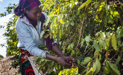 Kaffeeernte auf der Mubuyu Farm in Sambia. (Imago / ZUMA Press)