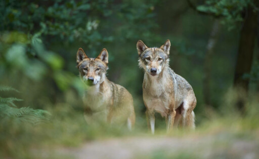 Europäischer Wolf Canis lupus, zwei Tiere im Wald, Sommer, Deutschland, Europa