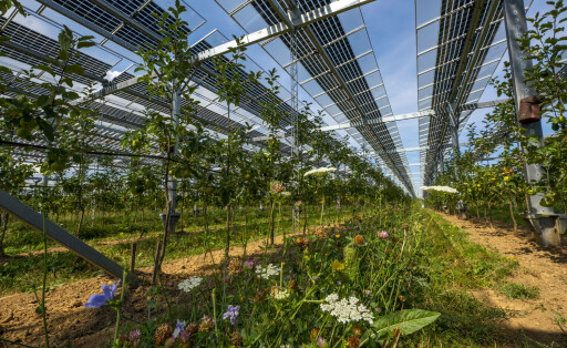 Agri-Photovoltaik Test-Anlage, auf über 3000 Quadratmetern wurde eine Apfelplantage mit zwei unterschiedlichen Systemen von PV-Modulen überdacht, Regen und Sonnenlicht kommt durch, Gleichzeitig Schutz vor Hagel und Starkregen, daneben stehen die gleichen Bäume aber ohne Solardach, als Vergleichsobjekt, wie sich das PV-Dach auf die Bäume und Ernte auswirkt, begleitet wird der Feldversucht vom Fraunhofer-Institut für Solare Energiesysteme ISE, Bienenfreundliche Wildblumen Pflanzung zwischen den Baumreihen, in Grafschaft-Gelsdorf, Rheinland-Pfalz, Deutschland, Agri-Photovoltaik *** Agri photovoltaic test plant, on more than 3000 square meters, an apple orchard was covered with two different systems of PV modules, rain and sunlight comes t