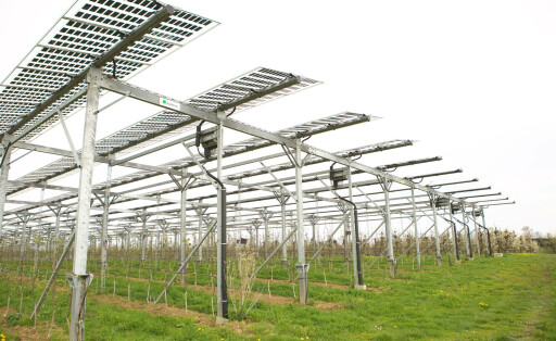 RECORD DATE NOT STATED Forschungsanlage für Agri-Photovoltaik Agri-PV auf einer Obstplantage in Rheinland-Pfalz Agri-Photovoltaik Agri-PV. Versuchsanlage des Fraunhofer-Institut für Solare Energiesysteme Fraunhofer FSE auf einer Plantage für Obstanbau und Sonderkulturen. Die gleichzeitige Nutzung von landwirtschaftlichen Flächen für die Pflanzenproduktion und die Erzeugung von Sonnenstrom wird hier mit verschiedenen technischen Konzepten untersucht. Ziel der Forschung ist die Erschließung großer Flächen für die nachhaltige Erzeugung elektrischer Energie. Die zum Teil transparenten Solarmodule erzeugen weniger Strom als herkömmliche Flächenanlagen, schützen aber auch die Pflanzen vor Hagelschlag und Regen. Rheinland-Pfalz, Deutschland, 22.04.2023 Copyright: JOKER/PetraxSteuer JOKER230422516551