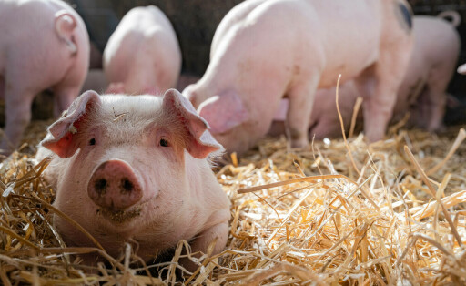 Gesund und munter: So sollen sich Schweine bis zur Schlachtung fühlen.
