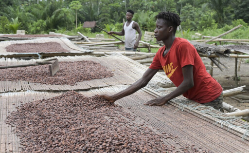 Ivory Coast, Cocoa IVORY COAST, village Azagui , cocoa farming, drying of cocoa beans after fermentation *** ELFENBEINKUESTE, Dorf Azagui , Farm des Kakaobauer Ambroise N KOH, Trocknung der fermentierten Kakaobohnen Azagui Ivory Coast