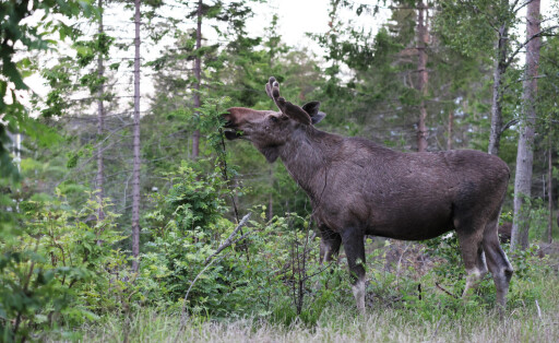 Europaeischer Elch Alces alces alces, Elchbulle steht auf einer Waldlichtung und frisst Ebereschenblaetter, Schweden, Mjaellom, Angermanland elk, European moose Alces alces alces, elk bull standson a clearing feeding rowan leaves, Sweden, Mjaellom, Angermanland BLWS676030 *** european Elk Alces Alces Alces , Bull moose is at a Forest clearing and eats rowan leaves, Sweden, mjaellom, Angermanland elk, European Moose Alces Alces Alces , Elk Bull standon a Clearing Feeding Rowan leaves, sweden, mjaellom, Angermanland BLWS676030 Copyright: xblickwinkel/M.xWoikex