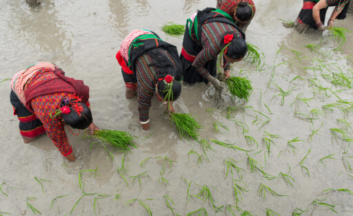 Frauen pflanzen Reis in Kathmandu, der Hauptstadt Nepals. In dem Land haben sich Frauen zusammengetan, um sich das Recht auf Landbesitz zu erkämpfen.