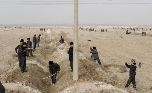 China, Xinjiang, uighur work on cotton plantation CHINA, autonomous province Xinjiang, uyghur worker prepare irrigation canals for a cotton plantation which belongs to a Han-chinese investor *** CHINA, autonome Provinz Xinjiang, ausserhalb Kashgars, uigurische Arbeiter ziehen Bewaesserungsgraeben fuer eine Baumwollplantage am Rand der Taklamakan Wueste, die einem Han-chinesischen Investor gehoert Kashgar Xinjiang China
