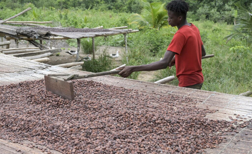 Landwirtschaft, Kakao Anbau Ivory Coast, Cocoa IVORY COAST, village Azaguià , cocoa farming, drying of cocoa beans after