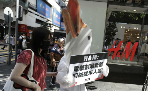 November 13, 2023, HONG KONG, CHINA: Supporters for PETA walking past Swedish based multinational clothing company H&M flagship shop in Hong Kong, dressed as duck , holding a placard written in Chinese which reads : Ducks are Electrocuted , Throat being slit, Legs being hacked off. Down products are never a products that meets humanitarian standard . Today s WORLD KINDNESS DAY, PETA Hong Kong staged a small demonstration outside HM calling for H&M to stop importing cruelly produced down raw materials from Vietnam and urged consumers to refuse all down products which boasts responsible down products, or, with the products labelled Responsible Down Standard RDS certified .Nov-13,2023Hong Kong.ZUMA/ HONG KONG CHINA - ZUMAl137 20231113_fap_l137_001 Copyright: xLiauxChung-renx