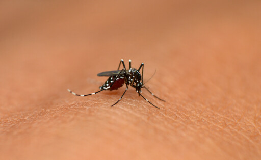 Asiatische Tigermücke, Aedes albopictus, Mahabaleshwar, Maharashtra, Indien