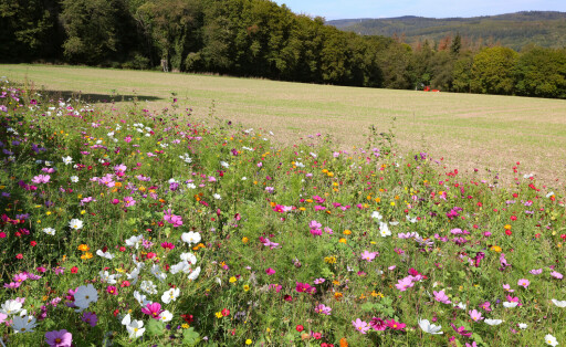 Symbolfoto, Ökologische Wildblumenwiese, Blumenwiese, *** Symbol photo, ecological wildflower meadow, flower meadow,