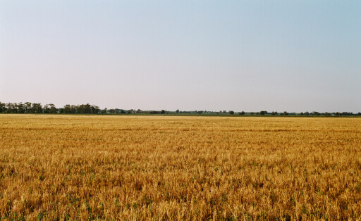 Ein gelbes Weizenfeld unter hellblauem Himmel in der Ukraine