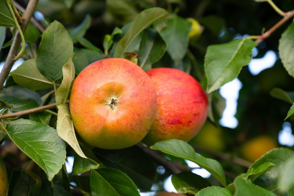 Äpfel am Baum