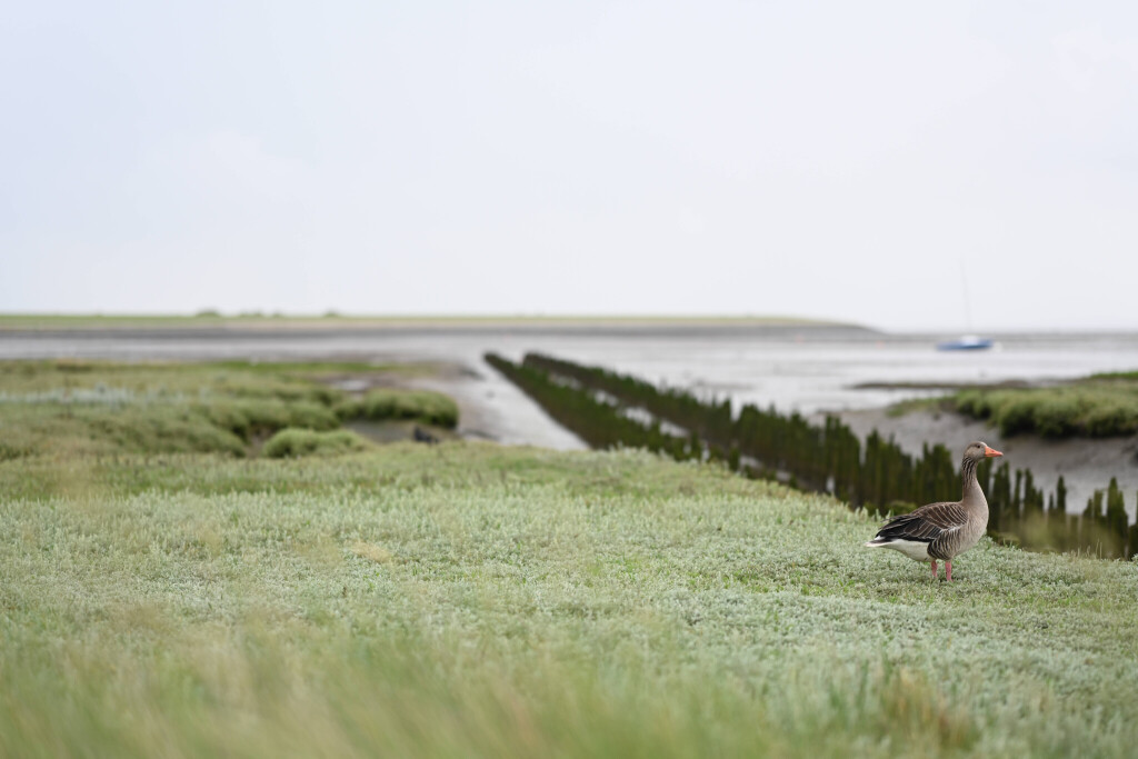 Rückgang der Besucherzahlen. Gänse genießen die Ruhe auf der Insel. Trotz Sommerferien in vielen Bundesländern ist die Nordseeinsel noch nicht ausgebucht. Norderney Niedersachsen Deutschland *** Decline in visitor numbers Geese enjoy the peace and quiet on the island Despite summer vacations in many federal states, the North Sea island is not yet fully booked Norderney Lower Saxony Germany Copyright: xdiebildwerftx