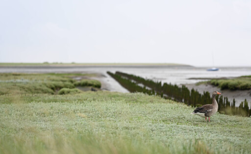 Rückgang der Besucherzahlen. Gänse genießen die Ruhe auf der Insel. Trotz Sommerferien in vielen Bundesländern ist die Nordseeinsel noch nicht ausgebucht. Norderney Niedersachsen Deutschland *** Decline in visitor numbers Geese enjoy the peace and quiet on the island Despite summer vacations in many federal states, the North Sea island is not yet fully booked Norderney Lower Saxony Germany Copyright: xdiebildwerftx