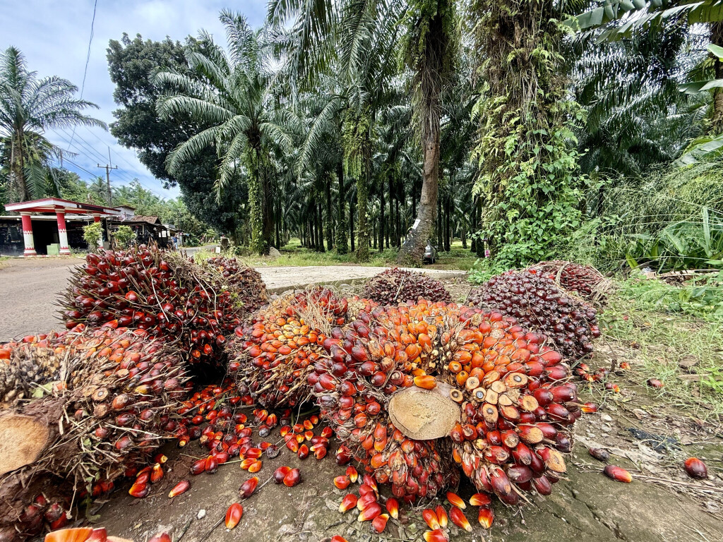 Palmölfrüchte liegen zur Weiterverarbeitung auf einer Palmölplantage.