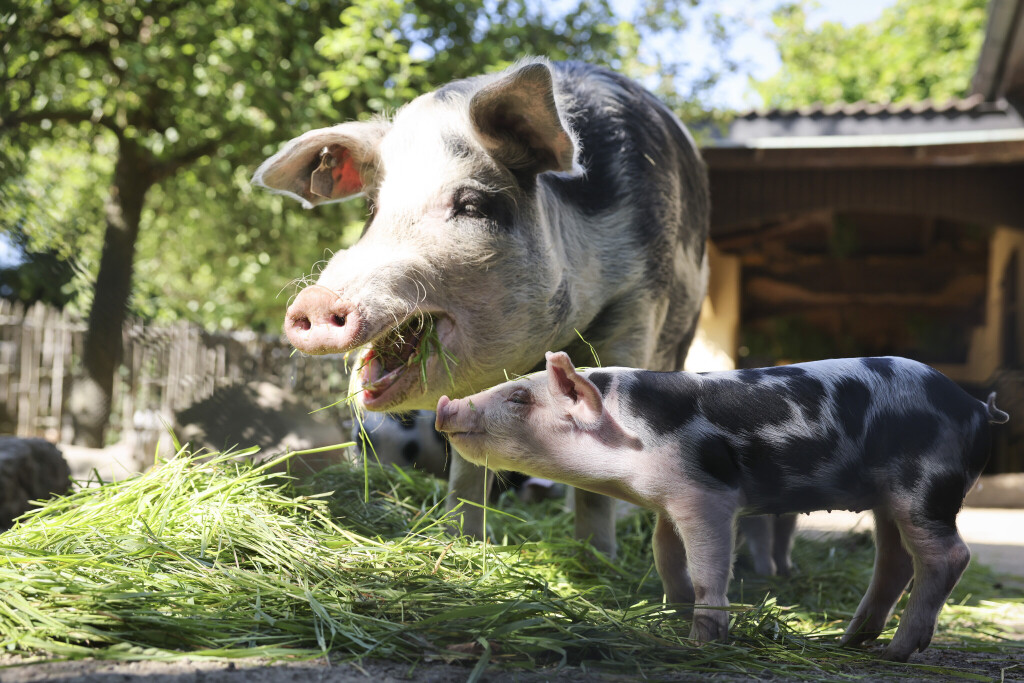 Muttersau und Ferkel des Bentheimer Landschwein fressen in ihrem Gehege im Tierpark Hagenbeck.