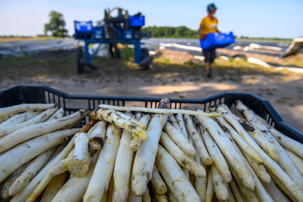 Erntehelfer pflücken Spargel auf einem Feld.