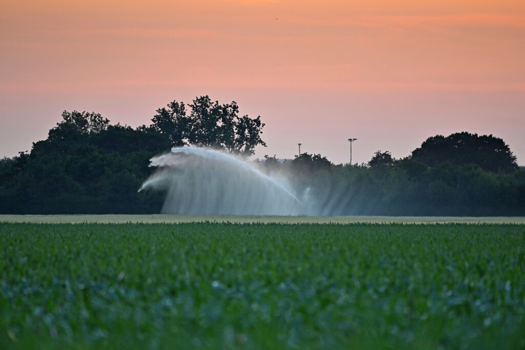 Ein Feld bei Feldkirchen -östlich von Muenchen: Anhaltende Trockenheit veranlasst die Landwirte, ihre Felder zu bewässern.